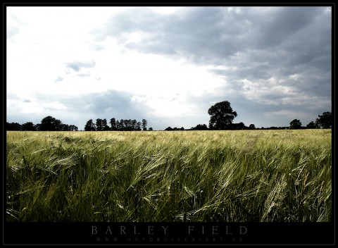 barley.field