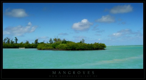 mangroves