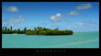 mangroves